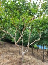 팜모닝 · 게시글 이미지