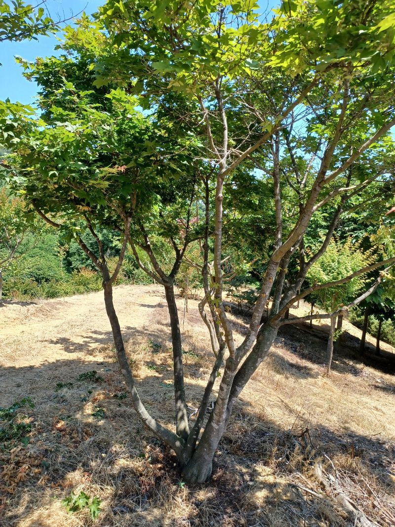 기중권님의 장터 판매 상품 [정원수 가로수] 첨부 사진