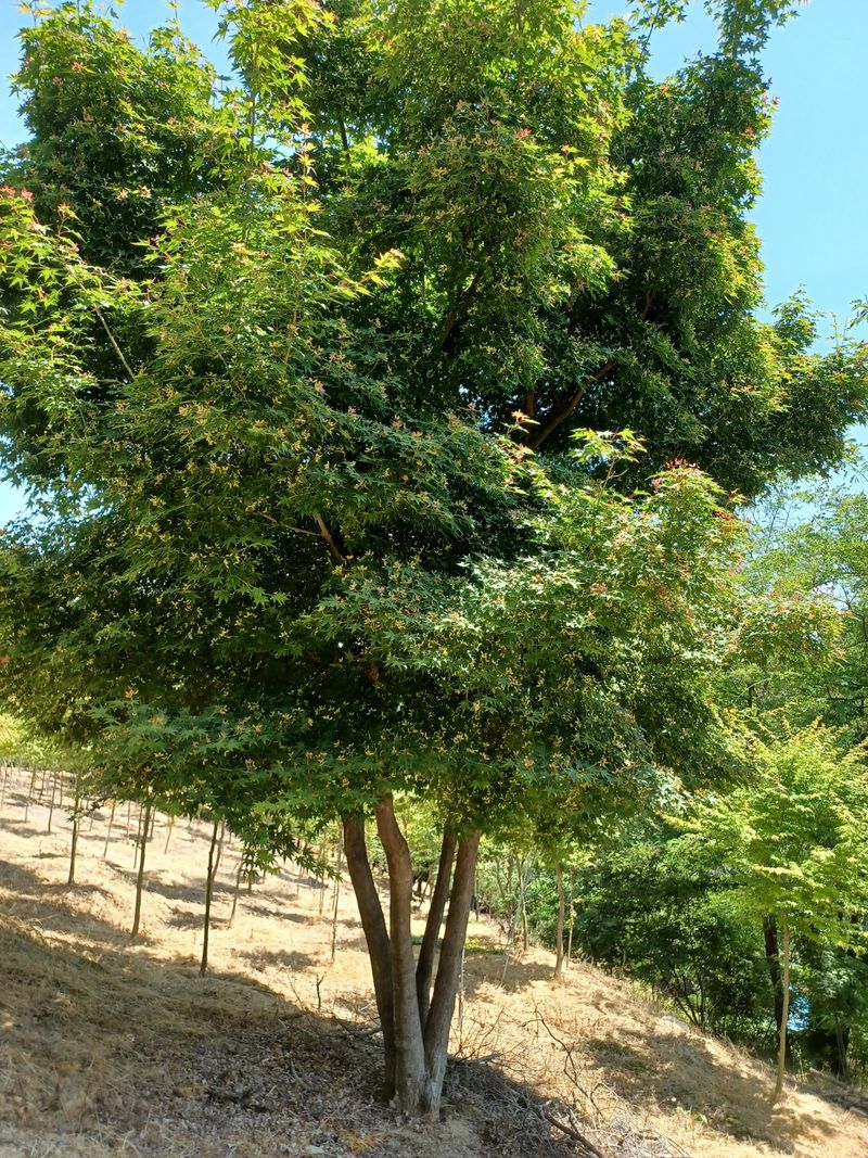 기중권님의 장터 판매 상품 [정원수 가로수] 첨부 사진