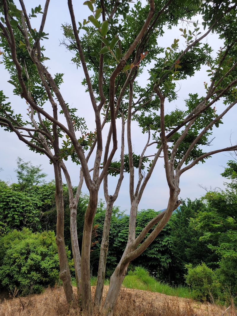 기중권님의 장터 판매 상품 [정원수 가로수] 첨부 사진