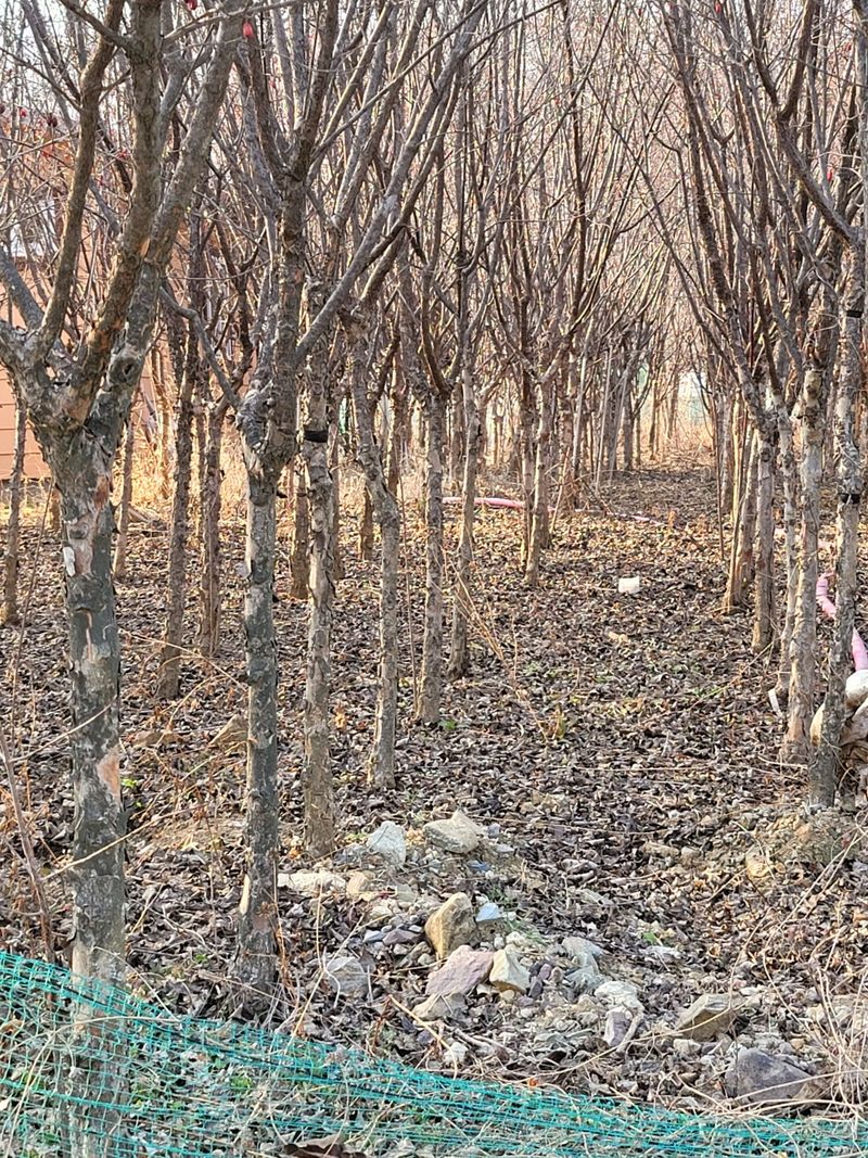 기중권님의 장터 판매 상품 [정원수 가로수] 첨부 사진
