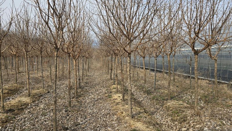 기중권님의 장터 판매 상품 [정원수 가로수] 첨부 사진