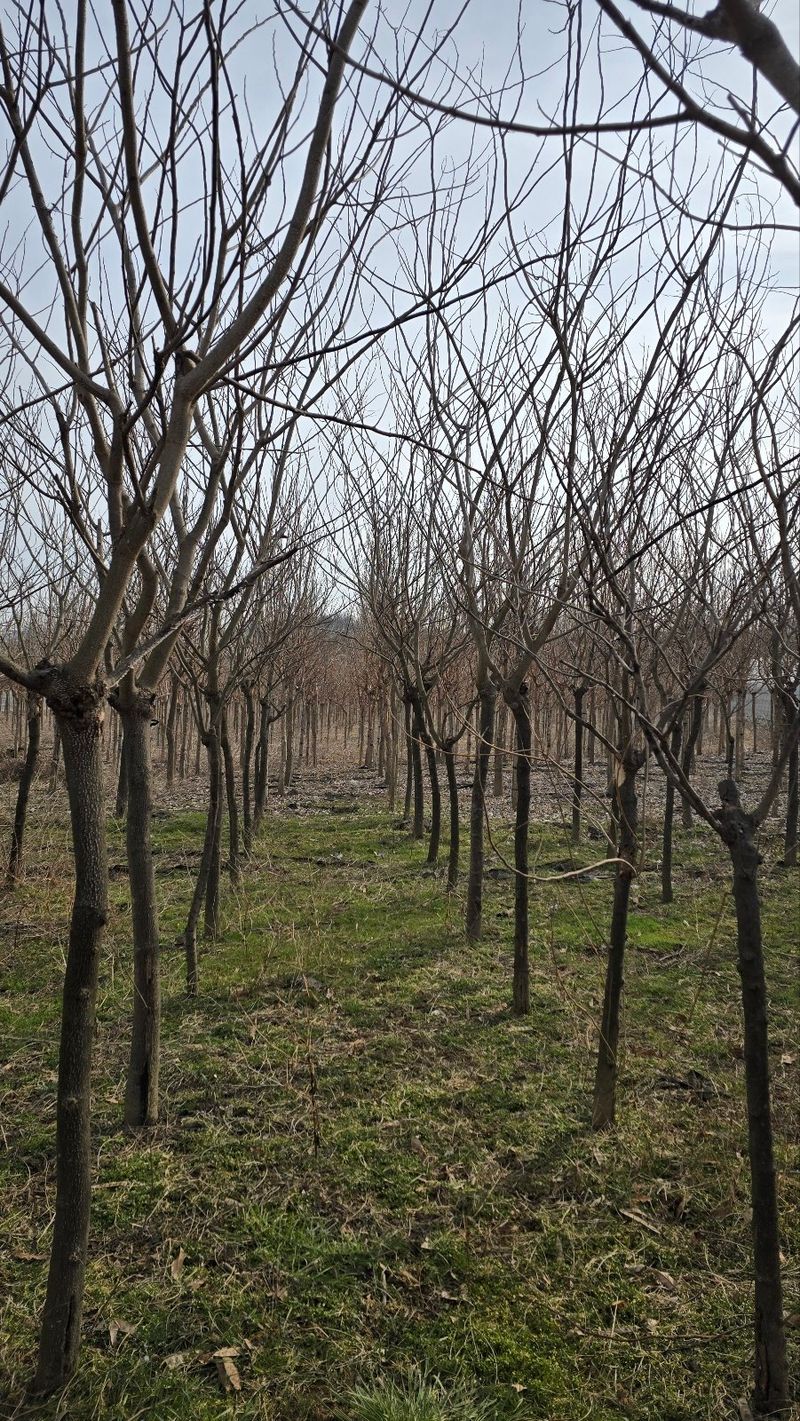 기중권님의 장터 판매 상품 [정원수 가로수] 첨부 사진