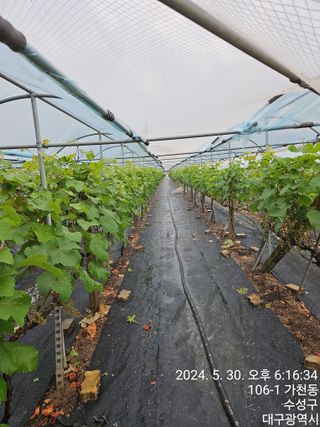 골실지기님의 포도 · 영농일지 작성글 사진