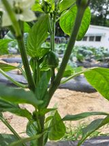 팜모닝 자유주제·자유게시판 게시글 이미지