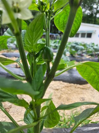 초짜농부님의 자유주제 · 자유게시판 작성글 사진