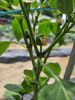 초짜농부님의 자유주제 · 자유게시판 작성글 사진