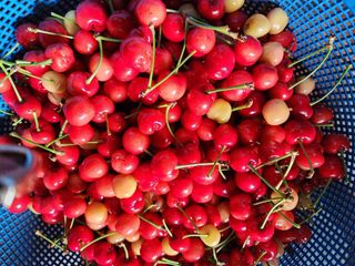 김영옥님의 자유주제 · 자유게시판 작성글 사진