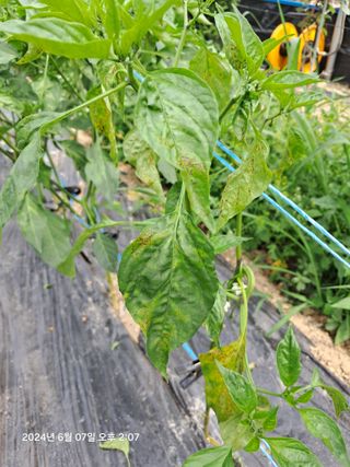 선이랑순이랑님의 고추 · 병해충상담 작성글 사진