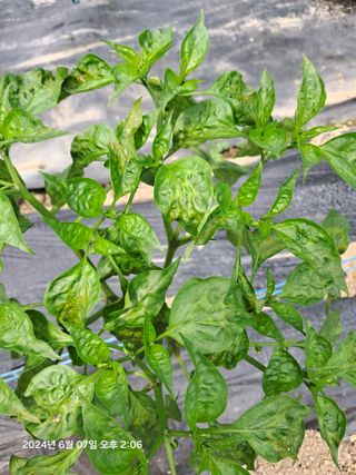 선이랑순이랑님의 고추 · 병해충상담 작성글 사진