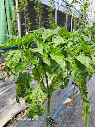 선이랑순이랑님의 고추 · 병해충상담 작성글 사진