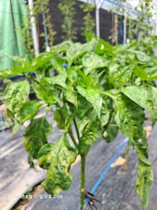 선이랑순이랑님의 고추 · 병해충상담 작성글 사진