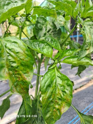 선이랑순이랑님의 고추 · 병해충상담 작성글 사진