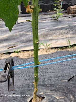 선이랑순이랑님의 고추 · 병해충상담 작성글 사진