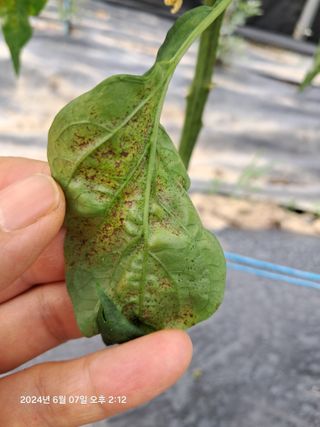 선이랑순이랑님의 고추 · 병해충상담 작성글 사진