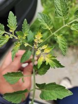 팜모닝 토마토·생장기 농작업 게시글 이미지