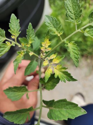 우현님의 토마토 · 생장기 농작업 작성글 사진