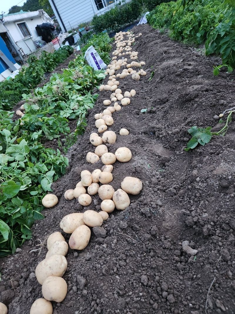 장터 상품 [포슬포슬하고 맛있는 수미감자] 썸네일