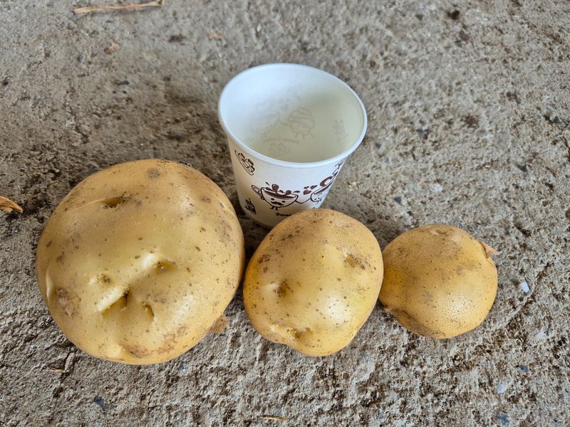 손유정님의 장터 판매 상품 [포슬포슬하고 맛있는 수미감자] 첨부 사진