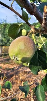 팜모닝 6월 내 작물 자랑하기🌱·참여글 게시글 이미지