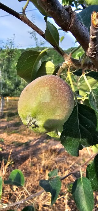염인수님의 6월 내 작물 자랑하기🌱 · 참여글 작성글 사진