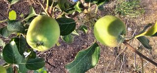 염인수님의 6월 내 작물 자랑하기🌱 · 참여글 작성글 사진