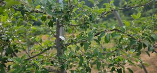 염인수님의 6월 내 작물 자랑하기🌱 · 참여글 작성글 사진