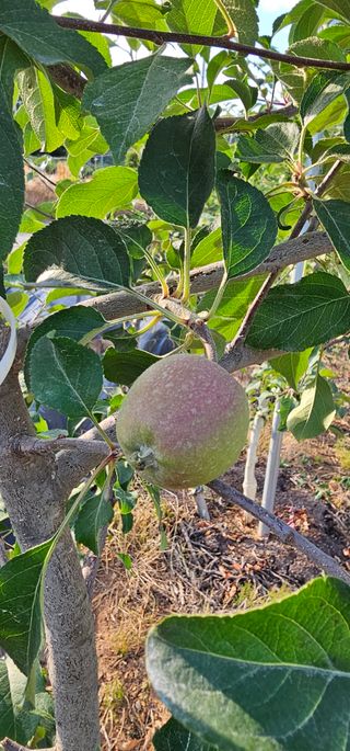 염인수님의 6월 내 작물 자랑하기🌱 · 참여글 작성글 사진