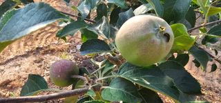 염인수님의 6월 내 작물 자랑하기🌱 · 참여글 작성글 사진