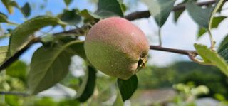 염인수님의 6월 내 작물 자랑하기🌱 · 참여글 작성글 사진