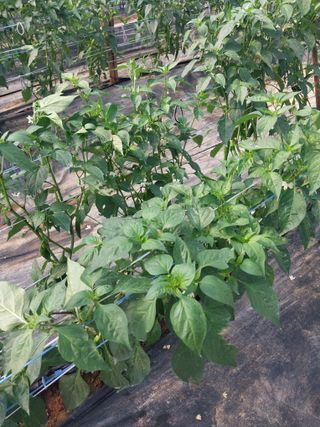 하늘샘(하경수)님의 고추 · 영농일지 작성글 사진