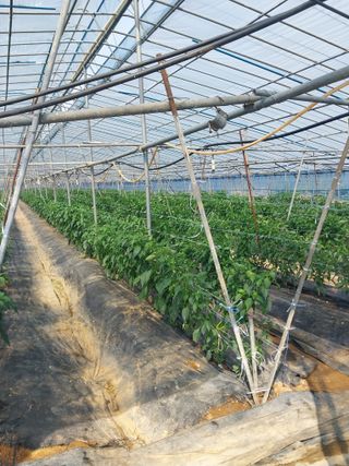 하늘샘(하경수)님의 고추 · 영농일지 작성글 사진