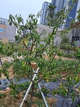 팜모닝 사과·병해충상담 게시글 이미지