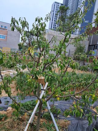 문현숙님의 사과 · 병해충상담 작성글 사진