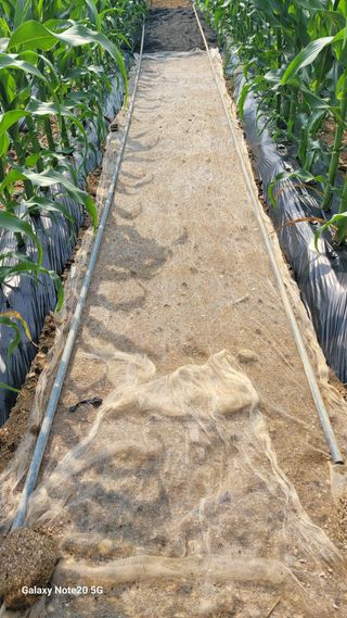 건달 농장(최승혁)님의 들깨 · 영농일지 작성글 사진