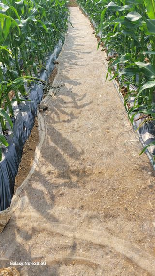 건달 농장(최승혁)님의 들깨 · 영농일지 작성글 사진