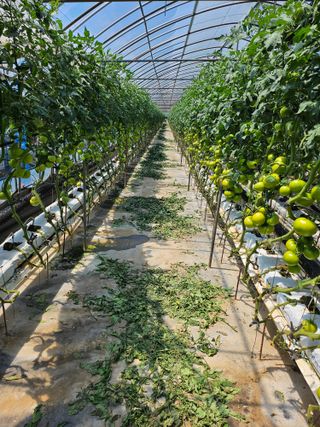 토마토상민님의 6월 내 작물 자랑하기🌱 · 참여글 작성글 사진