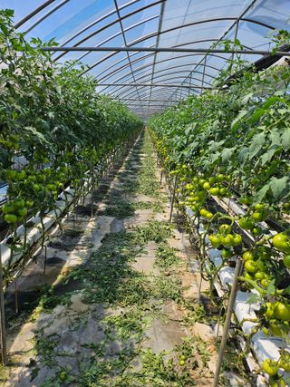 토마토상민님의 6월 내 작물 자랑하기🌱 · 참여글 작성글 사진