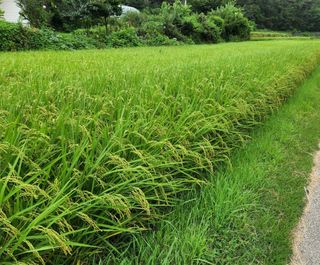 한상숙님의 팜모닝 · 출석 작성글 사진