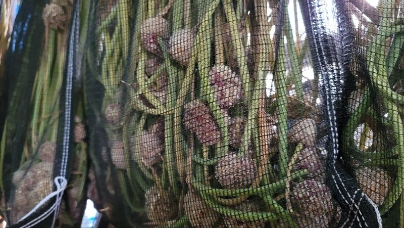 ..님의 장터 판매 상품 [홍산마늘  10kg] 첨부 사진