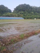 팜모닝 벼·영농일지 게시글 이미지