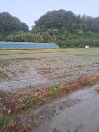 승호님의 벼 · 영농일지 작성글 사진