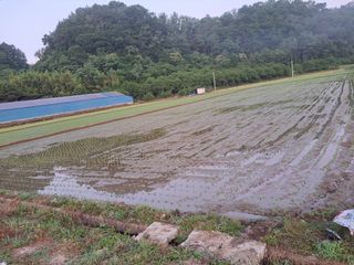 승호님의 벼 · 영농일지 작성글 사진