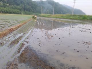 승호님의 벼 · 영농일지 작성글 사진