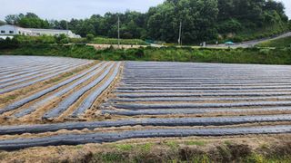 안경준님의 콩 · 영농일지 작성글 사진