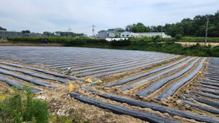 안경준님의 콩 · 영농일지 작성글 사진