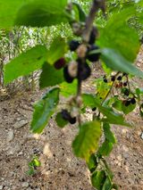 팜모닝 기타작물·병해충상담 게시글 이미지