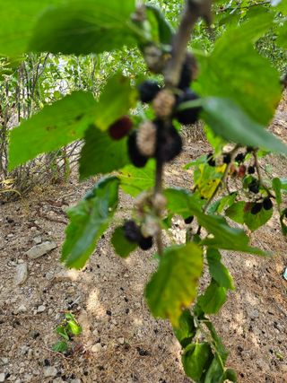 청산거사님의 기타작물 · 병해충상담 작성글 사진