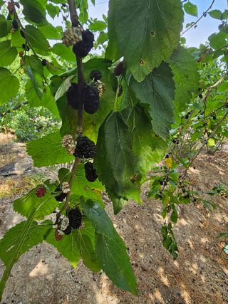 청산거사님의 기타작물 · 병해충상담 작성글 사진