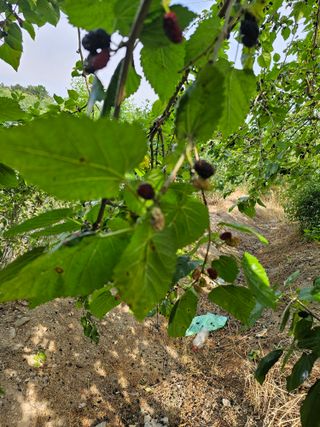 청산거사님의 기타작물 · 병해충상담 작성글 사진